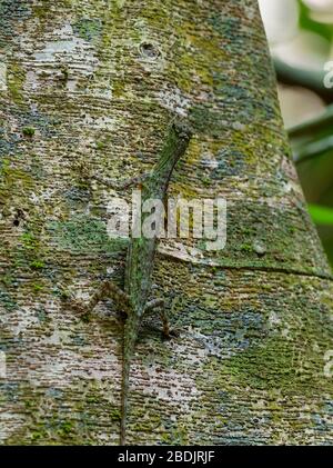 Gesperrt gleitene Eidechse - Draco taeniopterus - Draco ist eine Gattung der Drachen Eidechsen, die auch als Flying Lizards, fliegende Drachen oder Segelfliegen lizar bekannt Stockfoto