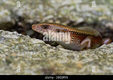 Gewöhnlicher Sonnenschink - Eutropis multifasciata, bekannt als Ostindisch Brauner Mabuya, vielgefütterter Sonnenschink, Vielstreifiger Schlittschuh, goldener Schlittschuh, ist eine Art Stockfoto