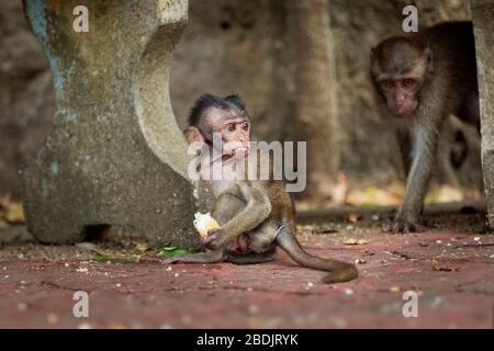 Kleinkind langschwänziger Makaque - Macaca fascicularis auch bekannt als Krabbenfresser Makaque, ein in Südostasien heimischer Cercopithecinprimas, wird empfohlen Stockfoto