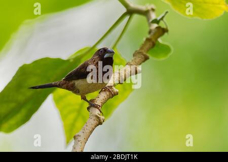 Weißrumpige Munia oder Mannikin - Lonchura striata oder Weißrumpige Mannikin, auch gestreifte Finke in der Aviculture genannt, kleiner Passiervogel aus der fa Stockfoto