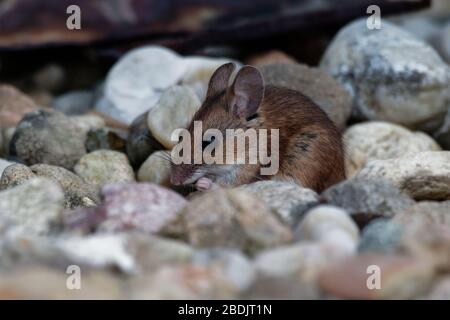 Holzmaus - Apodemus sylvaticus ist murriger Nagetier, der in Europa und dem Nordwesten Afrikas heimisch ist, verbreitete Namen sind Langschwein-Feldmaus, gewöhnliches feldmou Stockfoto