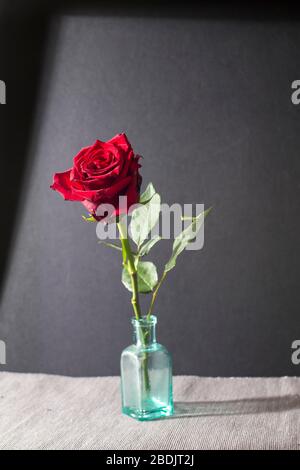 Dunkelrote Rose in der Flasche statt Vase. Schatten. Kopierbereich Stockfoto