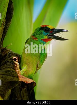 Psilopogon (Megalaima) mystacophanos - Roter-throtierter Barbet-Vogel in Megalaimidiben, gefunden in Brunei, Indonesien, Malaysia, Myanmar, Singapur und Thailan Stockfoto