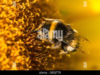 Ein Makroschuss einer Hummeln, die Pollen aus einer Sonnenblumenblüte sammeln. Stockfoto