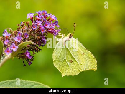 Eine Makroaufnahme eines Zitronenfalter Fütterung von einem Schmetterling Bush blühen. Stockfoto