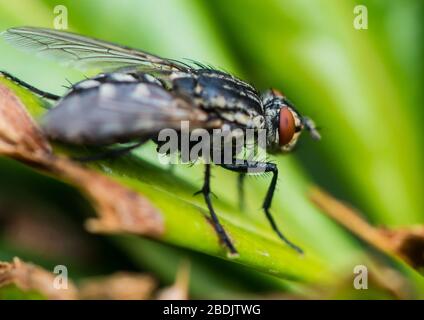 Ein Makroschuss einer auf einem grünen Blatt ruhenden Fleischfliege. Stockfoto