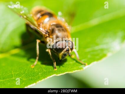 Ein Makroschuss einer auf einem grünen Blatt ruhenden Hoverfly. Stockfoto