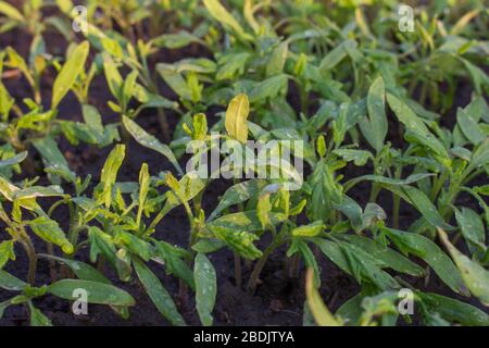 Dicht gesät Tomatensämlinge, beschädigte Sämlinge von schlechter Pflege und Sonnenbrand. Stockfoto