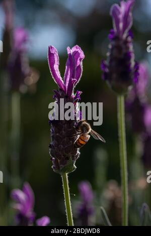 Eine spanische Lavendelpflanze, die von einer Biene besucht wird. Stockfoto