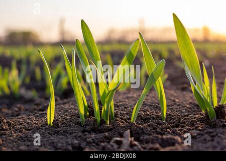 Sprossen von gesprossenen Körnern im Boden. Junge Gerste und Abendsonne. Stockfoto