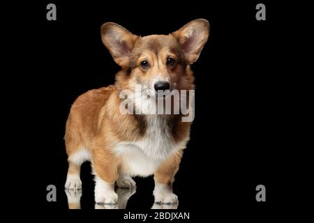 Porträt eines schönen Welsh Corgi Pemroke auf schwarzem Hintergrund Stockfoto