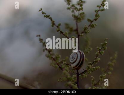 Kleine Schnecke auf einem kleinen Ast. Stockfoto