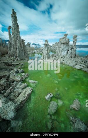 Ein algenreicher, grün glühender Mono Lake in Nordkalifornien Stockfoto