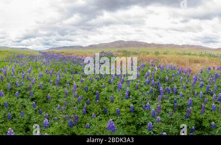 Idyllische kalifornische Hügel gefüllt mit Wildblumen Blüte nach Stockfoto