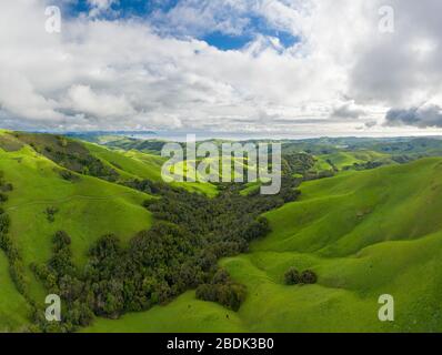 Green Rolling Hills idyllische Szene in Kalifornien nach Heavy Spri Stockfoto