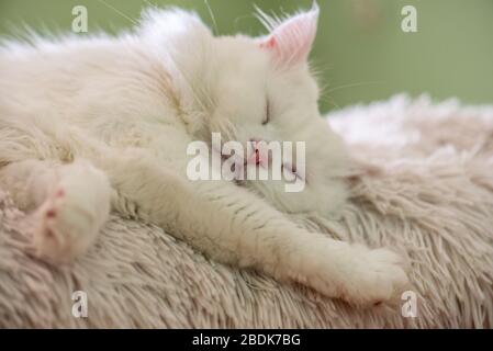 Weißer Perser Katze auf der Couch liegen. Stockfoto