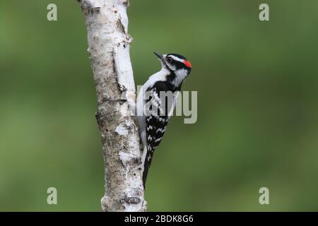 Der männliche Downy-Specht Picoides pubescens, der auf einem Birch-Zweig percht Stockfoto