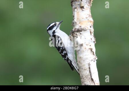 Weibliche Downy Specht Picoides pubescens Perching auf einem Birch-Zweig Stockfoto