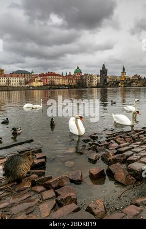 Ein Coypu,( oder Flussratte, Nutria.) am Ufer der Moldau in der Nähe der Karlsbrücke in Prag, Tschechische Republik Stockfoto