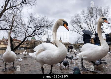 Eine Gruppe von Schwanen am Ufer der Moldau in der Nähe der Karlsbrücke in Prag, Tschechische Republik Stockfoto