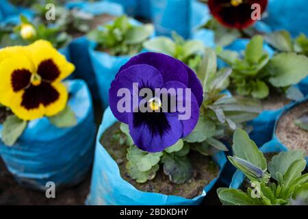 Nahaufnahme einer blühenden lila Stiefmütterchenblüte in einem blauen Pflanzgefäß Stockfoto