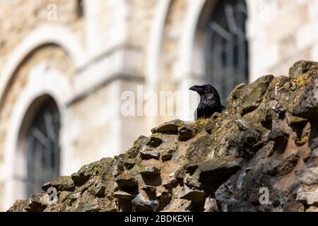 Einer der sechs Raben am Tower of London, die in Gefangenschaft sind, hüpft und hüpft an der Spitze einer Steinmauer. Es wird gesagt, wenn die Raben gehen, scheitert das Land. Stockfoto