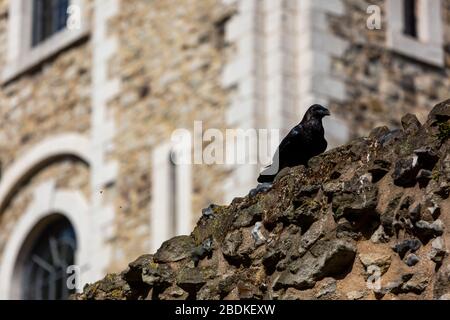 Einer der sechs Raben am Tower of London, die in Gefangenschaft sind, hüpft und hüpft an der Spitze einer Steinmauer. Es wird gesagt, wenn die Raben gehen, scheitert das Land. Stockfoto