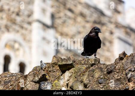 Einer der sechs Raben am Tower of London, die in Gefangenschaft sind, hüpft und hüpft an der Spitze einer Steinmauer. Es wird gesagt, wenn die Raben gehen, scheitert das Land. Stockfoto