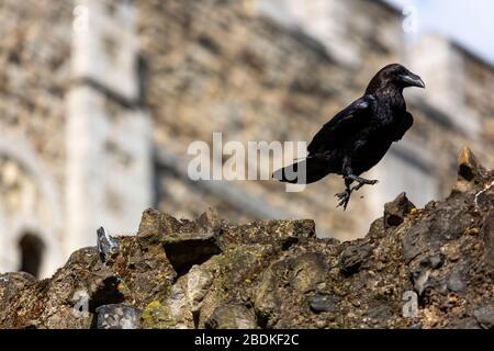 Einer der sechs Raben am Tower of London, die in Gefangenschaft sind, hüpft und hüpft an der Spitze einer Steinmauer. Es wird gesagt, wenn die Raben gehen, scheitert das Land. Stockfoto