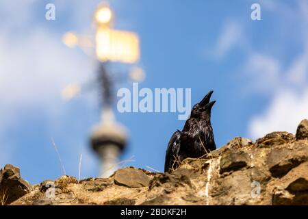 Einer der sechs Raben am Tower of London, die in Gefangenschaft sind, hüpft und hüpft an der Spitze einer Steinmauer. Es wird gesagt, wenn die Raben gehen, scheitert das Land. Stockfoto