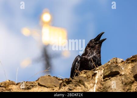 Einer der sechs Raben am Tower of London, die in Gefangenschaft sind, hüpft und hüpft an der Spitze einer Steinmauer. Es wird gesagt, wenn die Raben gehen, scheitert das Land. Stockfoto