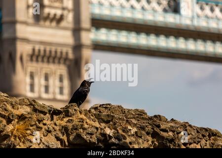 Einer der sechs Raben am Tower of London, die in Gefangenschaft sind, hüpft und hüpft an der Spitze einer Steinmauer. Es wird gesagt, wenn die Raben gehen, scheitert das Land. Stockfoto