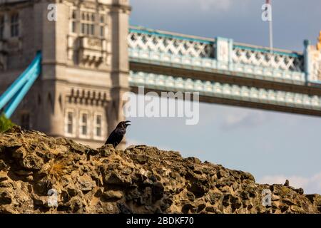 Einer der sechs Raben am Tower of London, die in Gefangenschaft sind, hüpft und hüpft an der Spitze einer Steinmauer. Es wird gesagt, wenn die Raben gehen, scheitert das Land. Stockfoto