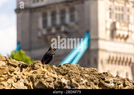 Einer der sechs Raben am Tower of London, die in Gefangenschaft sind, hüpft und hüpft an der Spitze einer Steinmauer. Es wird gesagt, wenn die Raben gehen, scheitert das Land. Stockfoto