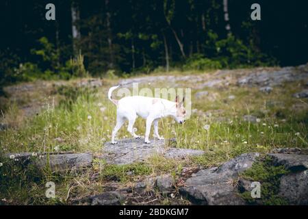 Chihuahua-Hund spaziert an einem felsigen Ufer mit Gras. Stockfoto