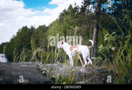 Chihuahua Hund läuft an einem felsigen Ufer in der Nähe des Sees entlang. Stockfoto