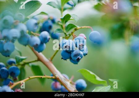 Reife nördliche Hochbusch-Heidelbeere (Vaccinium corymbosum), Deutschland Stockfoto