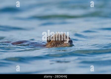 Coypu (Myocastor coypus), junges Tier, das im Wasser schwimmt, Camargue, Frankreich Stockfoto