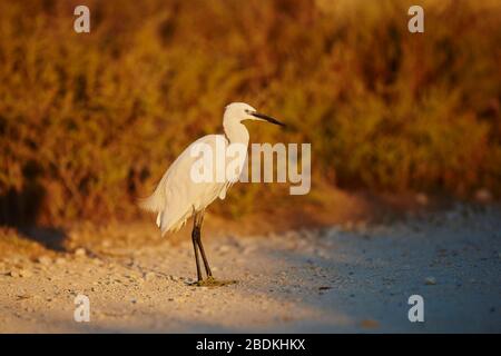 Kleiner Reiher (Egretta garzetta), stehend, Parc Naturel Regional de Camargue, Frankreich Stockfoto