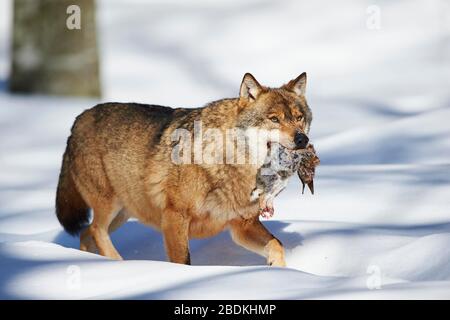 Eurasischer Wolf (Canis lupus lupus) mit Beute im Winter, Nationalpark Bayerischer Wald, Bayern, Deutschland Stockfoto