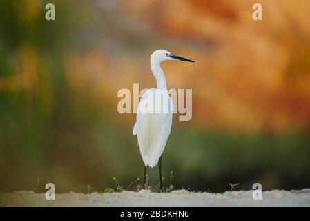 Kleiner Reiher (Egretta garzetta), Parc Naturel Regional de Camargue, Frankreich Stockfoto