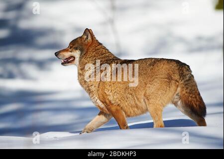 Eurasischer Wolf (Canis lupus lupus) beim Wandern im Schnee, Nationalpark Bayerischer Wald, Bayern, Deutschland Stockfoto