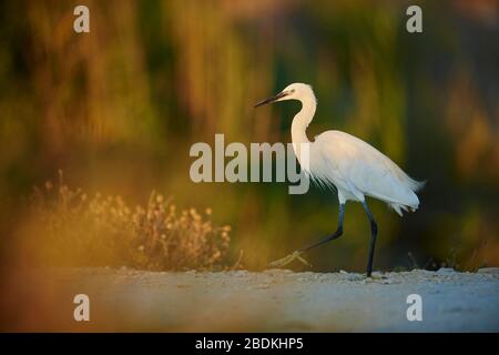 Wandergebiet der kleinen Reiher (Egretta garzetta), Parc Naturel Regional de Camargue, Frankreich Stockfoto