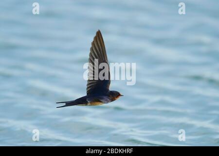 Schwalbe (Hirundo rustica), die über Wasser fliegt, Camargue, Frankreich Stockfoto