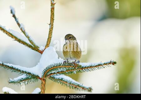 Rotkreuzschnabel (Loxia curvirostra), Weibchen im Winter auf Fichtenzweig, Bayern, Deutschland Stockfoto