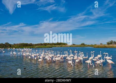 Schwarm größere Flamingos (Phoenicopterus roseus) im Wasser stehend, Parc Naturel Regional de Camargue, Frankreich Stockfoto