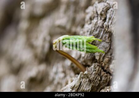 Der gemahlene Älteste verlässt im Springreiten sprießig Stockfoto