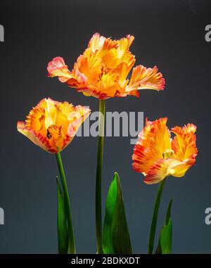 Ausgefranste Tulpen, die von der Sonne im Garten im Zentrum von Virgina beleuchtet werden, sind der Frühling. Stockfoto