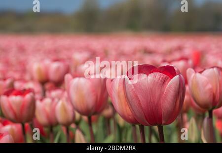 Horizontale Landschaft Nahaufnahme einer rosafarbenen und orangefarbenen Tulpe vor einem weichen Fokusfeld ähnlicher Tulpen Stockfoto