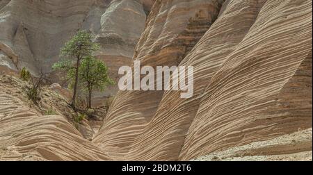 Leerer Canyon mit Kiefern und ausgeformtem Felsen am Kasha-Katuwe Tent Rocks National Monument in New Mexico in den Vereinigten Staaten von Amerika. Stockfoto